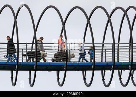 Oberhausen, NRW, 10th aprile 2023. Due camminatori attraversano il ponte con i loro tre grandi e soffici cani di razza Old English Sheepdog. Gli escursionisti potranno godersi un lunedi pasquale, prevalentemente soleggiato e mite, sul famoso ponte "Slinky Springs to Fame" di Oberhausen. Il ponte pedonale, lungo 406 metri e che attraversa il canale Reno-Herne, è stato progettato dall'artista Tobias Rehberger. È illuminato di notte e si dice che sia stato ispirato dal giocattolo slinky. Credit: Imageplotter/Alamy Live News Foto Stock