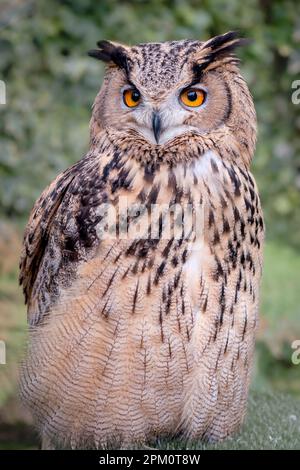 Foto completa di gufo di aquila turkmeniana, sottospecie di gufo di aquila europea/eurasiatica con occhi arancioni luminosi e grandi ciuffi di orecchie Foto Stock