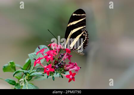 Farfalla Zebra con ali chiuse sul fiore Foto Stock