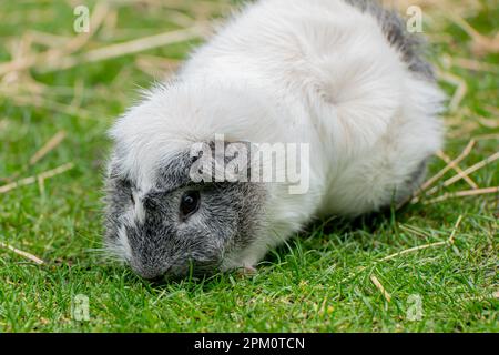 Bianco e ardesia cavia abissiniana pascolo su erba Foto Stock