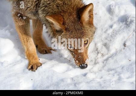 Coyote (Canis latrans) guarda in alto dalla neve neve negli occhi d'inverno - animale prigioniero Foto Stock