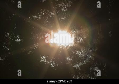 Alberi alto baldacchino luce del sole che arriva attraverso il giorno di sole Foto Stock