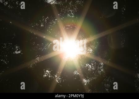 Alberi alto baldacchino luce del sole che arriva attraverso il giorno di sole Foto Stock