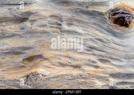 W per la maggior parte piatto, ondulato e usurato pezzo di legno secco agli agenti atmosferici. C'è un foro in un angolo. Pezzetti di sabbia sul driftwood. Foto Stock