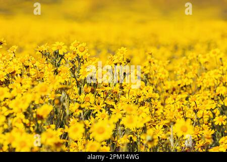 Primo piano di splendidi fiori gialli selvatici sul prato, sfondo estivo Foto Stock