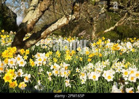 Narcisi gialle e bianche (Narcissus) che fioriscono intorno agli alberi nel frutteto da giardino di Netherbury, Bridport, Dorset, Regno Unito nella soleggiata giornata di primavera. Foto Stock