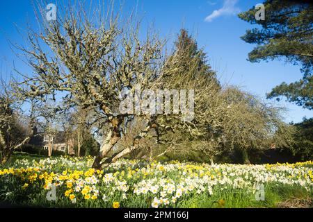 Narcisi gialle e bianche (Narcissus) che fioriscono intorno agli alberi nel frutteto da giardino di Netherbury, Bridport, Dorset, Regno Unito nella soleggiata giornata di primavera. Foto Stock