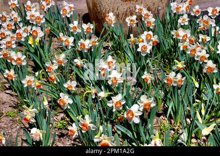 Daffodil Hill al Lake View Cemetery di Cleveland, Ohio, pieno di narcisi il 10th 2023 aprile Foto Stock