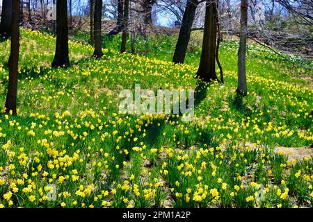 Daffodil Hill al Lake View Cemetery di Cleveland, Ohio, pieno di narcisi il 10th 2023 aprile Foto Stock