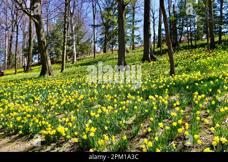 Daffodil Hill al Lake View Cemetery di Cleveland, Ohio, pieno di narcisi il 10th 2023 aprile Foto Stock