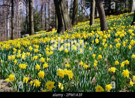 Daffodil Hill al Lake View Cemetery di Cleveland, Ohio, pieno di narcisi il 10th 2023 aprile Foto Stock