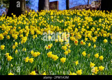 Daffodil Hill al Lake View Cemetery di Cleveland, Ohio, pieno di narcisi il 10th 2023 aprile Foto Stock