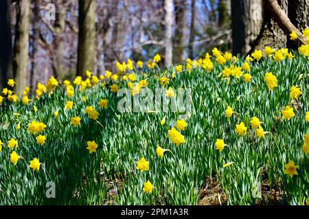 Daffodil Hill al Lake View Cemetery di Cleveland, Ohio, pieno di narcisi il 10th 2023 aprile Foto Stock