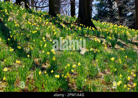 Daffodil Hill al Lake View Cemetery di Cleveland, Ohio, pieno di narcisi il 10th 2023 aprile Foto Stock