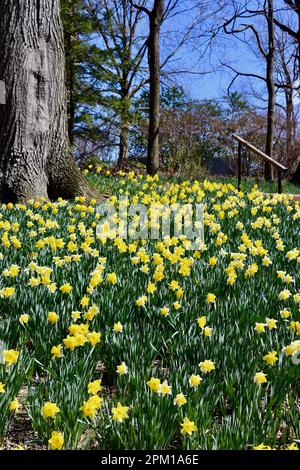 Daffodil Hill al Lake View Cemetery di Cleveland, Ohio, pieno di narcisi il 10th 2023 aprile Foto Stock