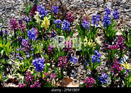 Hyacinthus orientalis, giacinti multicolore vicino alla Wade Chapel al Lake View Cemetery a Cleveland, Ohio Foto Stock