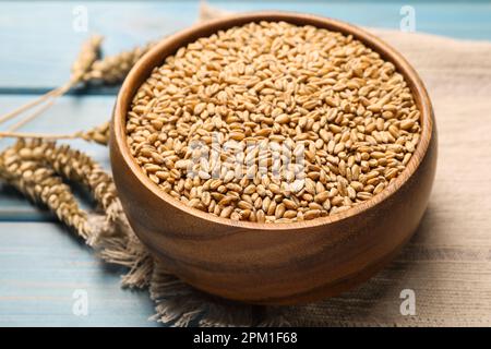 Grani di grano con spikelets su tavola di legno azzurro chiaro, primo piano Foto Stock