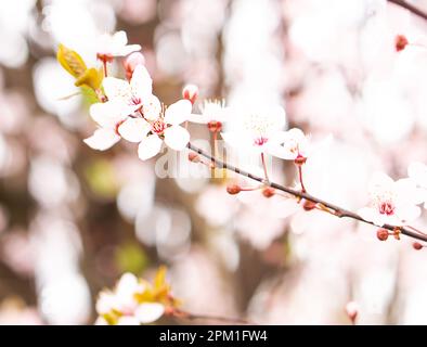 Fuoco selettivo di rami belli con fiore di ciliegio rosa. Sfondo primaverile di fiori rosa. Foto Stock