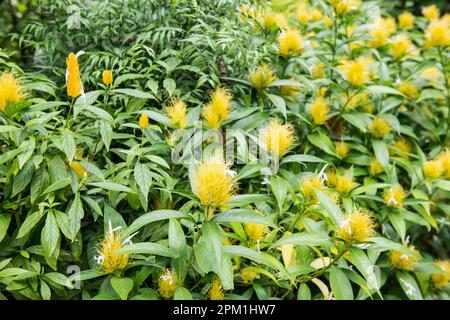 Spezie che crescono nel giardino delle spezie di New Ranweli, Sri Lanka Foto Stock