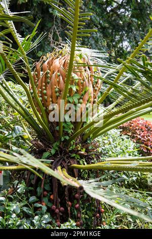 Spezie che crescono nel nuovo giardino delle spezie di Ranweli, Sri Lanka Foto Stock