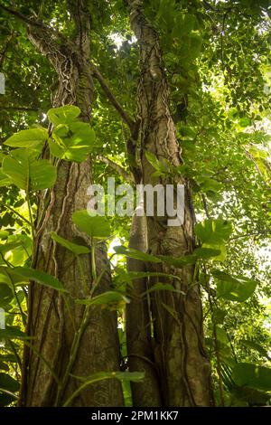 Spezie che crescono nel nuovo giardino delle spezie di Ranweli, Sri Lanka Foto Stock