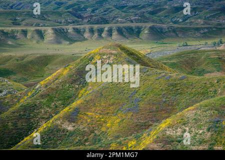 Un'alta ridgeline ricoperta di fiori selvatici, che si affaccia su una valle lontana e sulle colline circostanti. Foto Stock