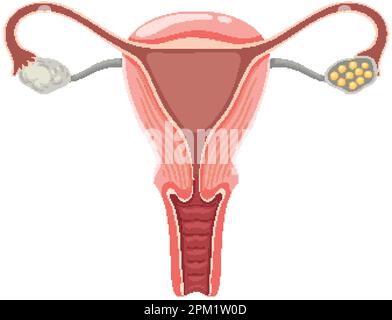 Illustrazione dell'utero e delle ovaie Illustrazione Vettoriale
