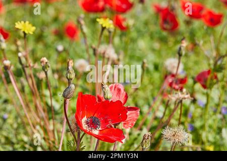 Fiori di anemone rosso selvatico fioriscono tra l'erba verde nel prato. Splendido paesaggio primaverile fiorito nella riserva del parco nazionale. Sud i Foto Stock