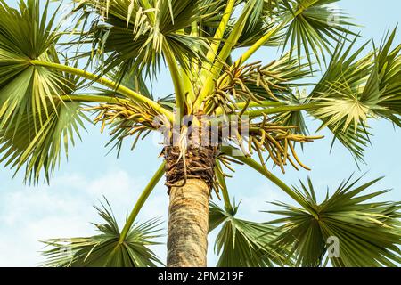 Palmyra Palm Tree è originario dell'Africa tropicale e dell'Asia. Borassus flabellifer, comunemente noto come palma doub, palma palmyra, tala o palma tal, palma toddy Foto Stock