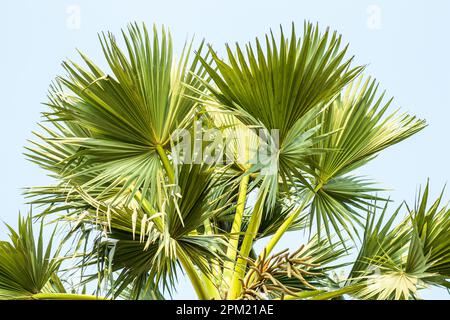 Palmyra Palm Tree è originario dell'Africa tropicale e dell'Asia. Borassus flabellifer, comunemente noto come palma doub, palma palmyra, tala o palma tal, palma toddy Foto Stock