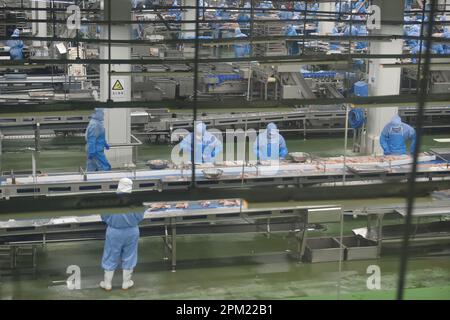 SUQIAN, CINA - 11 APRILE 2023 - i lavoratori producono prodotti a base di pollo in una fabbrica di prodotti alimentari a Suqian, nella provincia di Jiangsu della Cina orientale, il 11 aprile 2023. Foto Stock