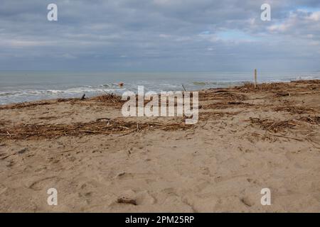 Mare d'Inverno - onde marine e materiale di origine naturale come conchiglie, piccolo legno, canne, legno di brushwood generale e tronchi sulla linea costiera. Foto Stock