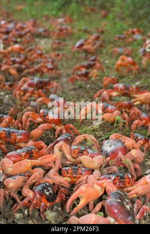 Cast di granchi rossi, Gecarcoidea natalis, su erba, Christmas Island, Australia Foto Stock