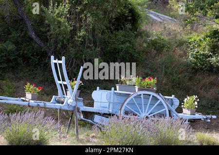 Carrello in legno blu con lavanda in Provenza, Francia Foto Stock