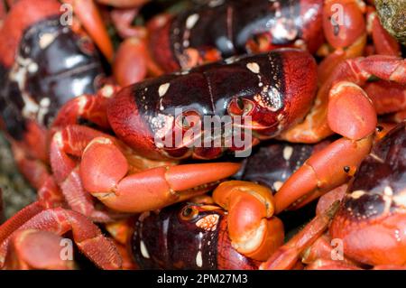 Cast di granchi rossi, Gecarcoidea natalis, sulle rocce dal mare, Christmas Island, Australia Foto Stock