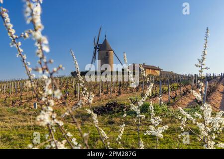 Vigneti primaverili con mulino a vento Chenas a Beaujolais, Borgogna, Francia Foto Stock