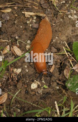 Naturale primo piano verticale sul Red Slug europeo, Arion rufus, lentamente in movimento sul terreno Foto Stock