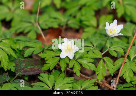 Legno anemone (Anemone nemorosa) UK Foto Stock