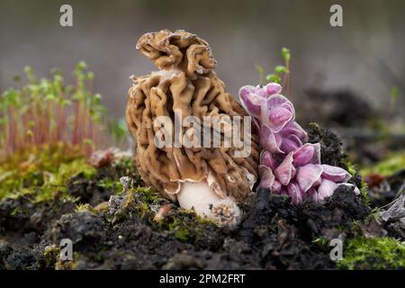 Funghi commestibili Verpa bohemica al suolo. Conosciuto come spugnosa, spugnosa grinzita o spugnosa grinzita con cappuccio. Funghi castani selvatici Foto Stock