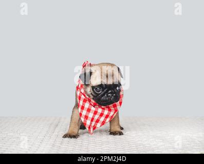 Amabile, carino cucciolo e sciarpa rossa. Primo piano, in ambienti interni. Foto studio, sfondo isolato. Concetto di cura degli animali domestici Foto Stock