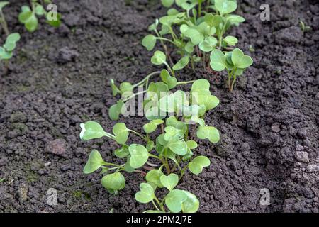 Germogli di ravanello giovani nel giardino Foto Stock