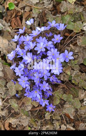 Anemone hepatica (Hepatica nobilis), comune hepatica, liverwort, kidneywort, o pennywort, Specie di piante da fiore della famiglia Ranunculacea Foto Stock