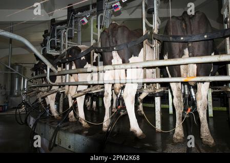 Mucche da latte, Bos taurus, mungitura, allevamento di latticini, Taranaki, Isola del Nord, Nuova Zelanda Foto Stock