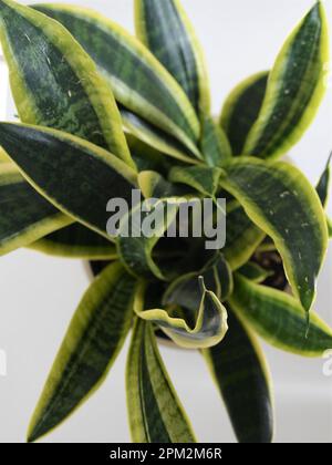 Sansevieria (Dracaena) trifasciata laurentii, aka pianta di serpente o lingua di monther-in-laws. Pianta di casa con foglie lineari-lanceolate verdi e gialle. Foto Stock