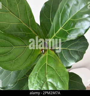 Ficus lyrata (Ficus lirata), una pianta popolare della casa. Primo piano di grandi foglie verdi, isolate su uno sfondo bianco, prese dall'alto. Foto Stock