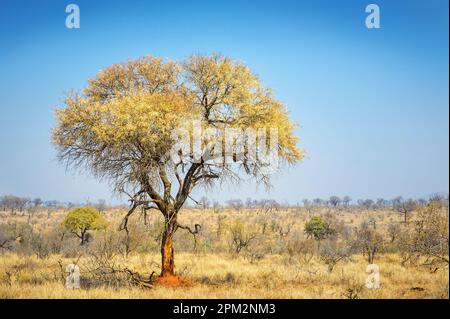 Albero di spina (Acacia Nigrescens) contro un cielo blu chiaro, sulla savana, parco nazionale di Kruger, Mpumalanga, Sudafrica. Foto Stock