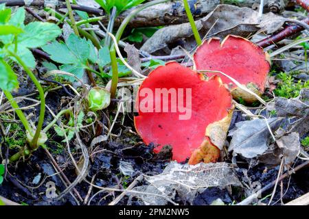 Scarlatto Elf Cup funghi. Fungo commestibile di primavera - Sarcoscopypha austriaca o Sarcoscopypha coccinea. Foto Stock