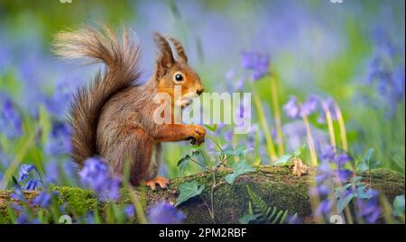 Sono state catturate splendide immagini di uno scoiattolo rosso che si gode la primavera esplorando un campo di splendide campane. Foto Stock