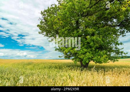 Un grande albero verde che cresce in un campo di grano e nuvole bianche nel cielo, vista rurale estiva Foto Stock
