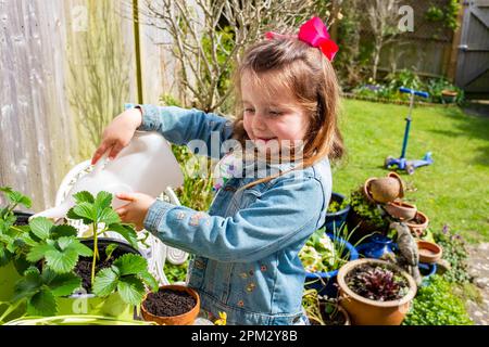 Giovane ragazza di 6 anni annaffiare le piante di fragola in un giardino Foto Stock